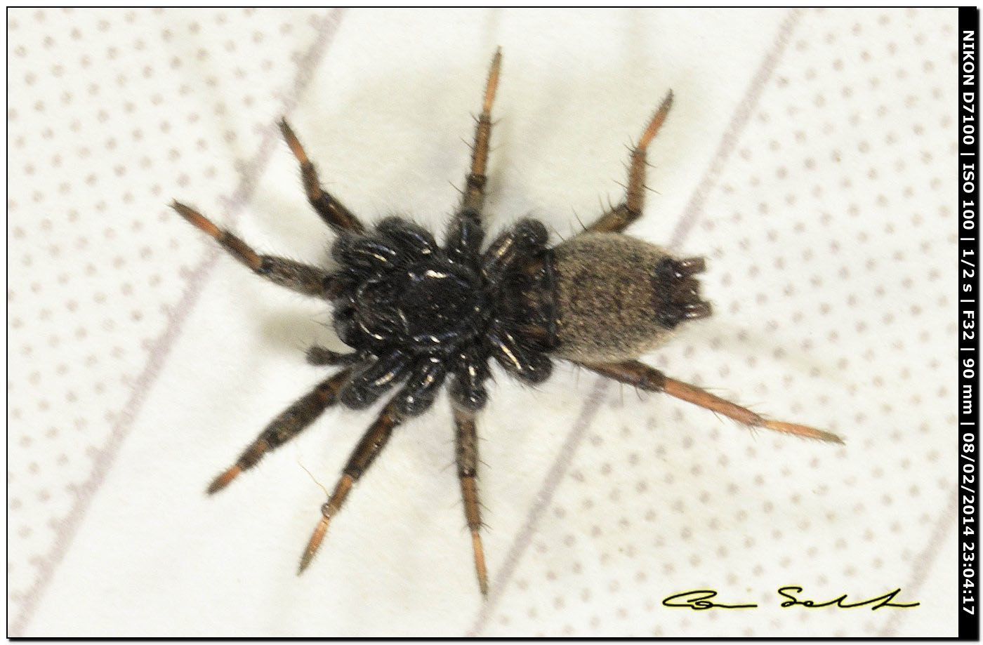 Nomisia exornata - Alghero (SS)